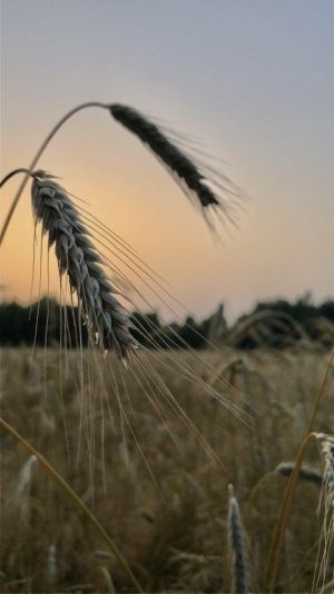 III miejsce Otylia Kasprzyk, „Letni zachód słońca  Summer sunset